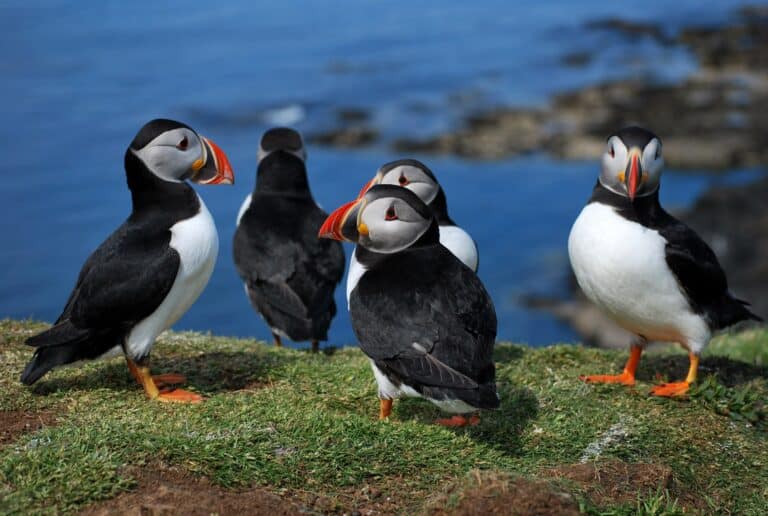 group of puffins