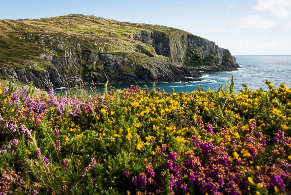 An array of wildflowers emerging from Ireland's grassy coastline