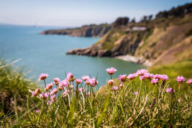 Beautiful purple spring wildflowers on Ireland's coast