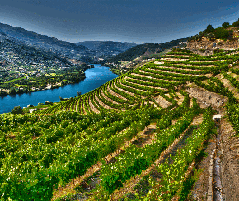 Douro Valley vineyards