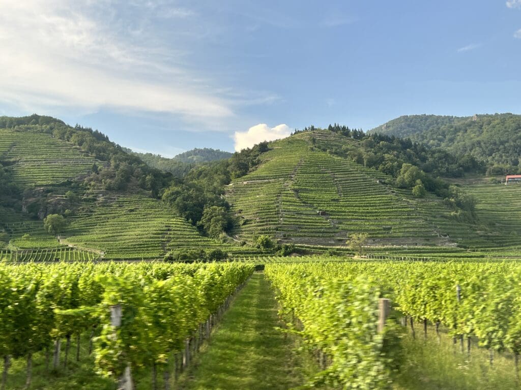 wachau valley vineyards austria