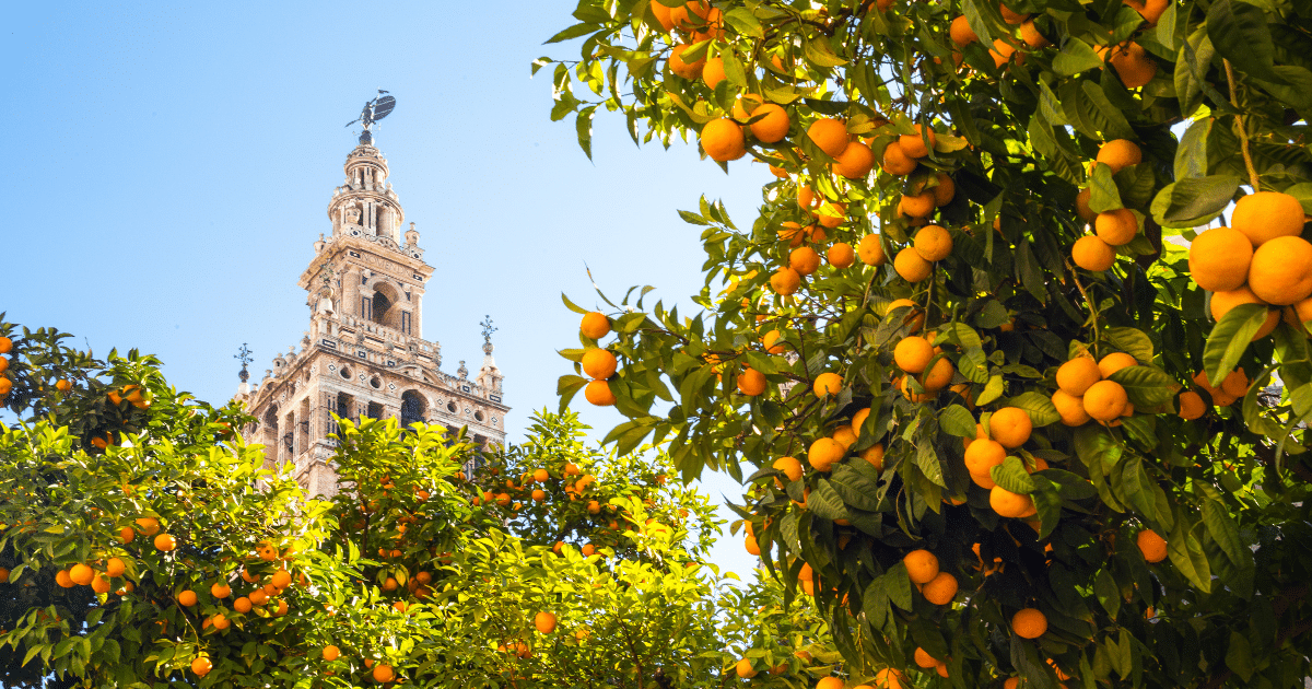Seville cathedral and oranges Spain in spring