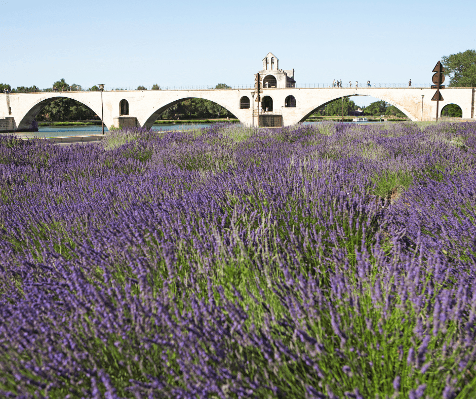 pont st benezet with lavender fields in avignon, france