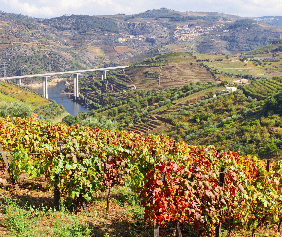 vineyards of douro valley at autumn, portugal