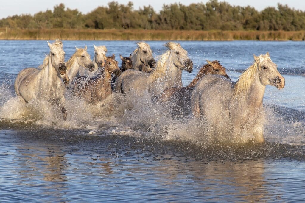 camargue france