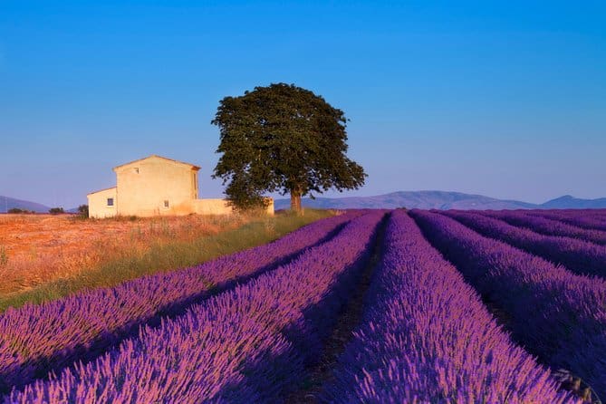 lavender fields provence france