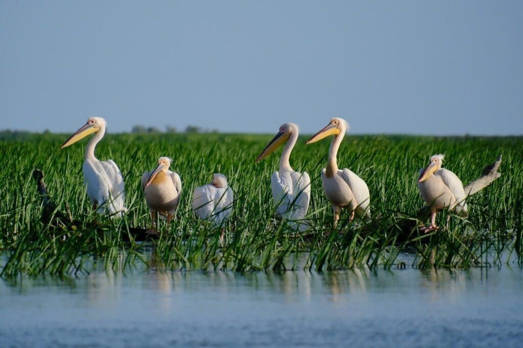 The Danube Delta romania