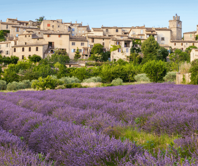 provence lavender field