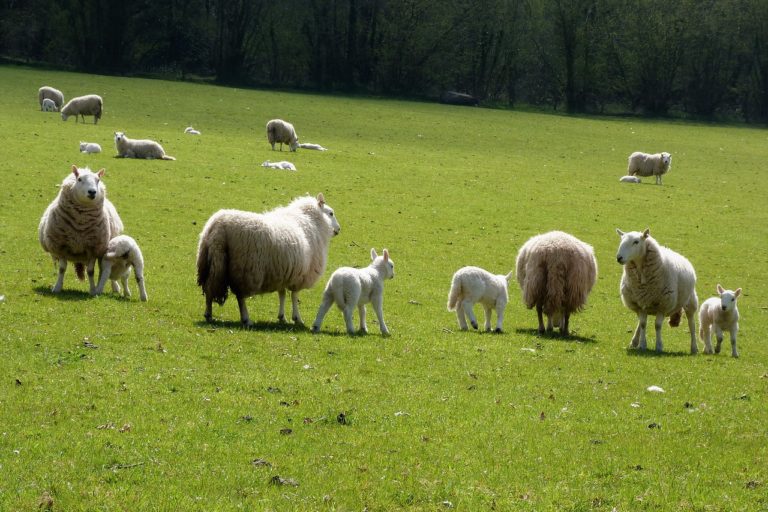 sheep-7180038_1280