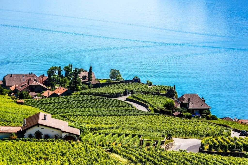 Lavaux Vineyards